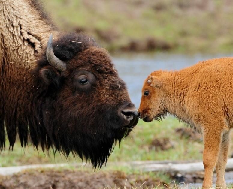Bison touching noses
